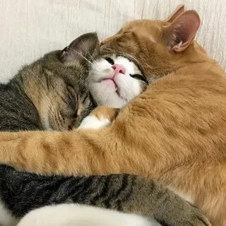 yoongi de gato branco pedindo socorro enquanto dorme com seu