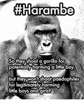 🇲 🇽 25+ Best Memes About Dicks Out for Harambae Dicks Out fo