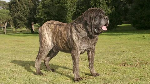 Самые большие породы собак в мире - PurinaOne.ru