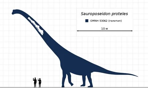 Файл:Sauroposeidon Scale Diagram Steveoc86 (ru, flipped).svg