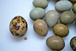 Button Quail Hatching Eggs & Fixing Broken Eggs - Abernathy'