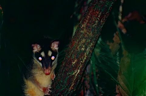 File:Gray Four-eyed Opossum (Philander opossum) (10382003914