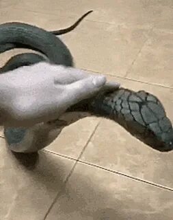 Cobra Pet GIF - Cobra Pet Snake - Discover & Share GIFs