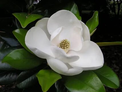 Magnolia. Southern magnolia, Magnolia flower, Flowers