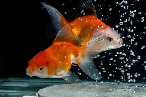 Goldfish: Characteristics, habitats, types and more.