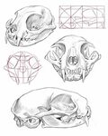 Animal Skull Anatomy - Фото база