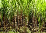 Sugar Cane came from Europe and came ended in America, it wa