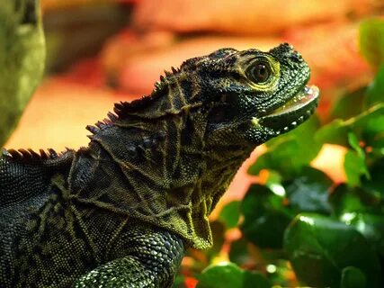 Philippine Sailfin lizard - ZooChat