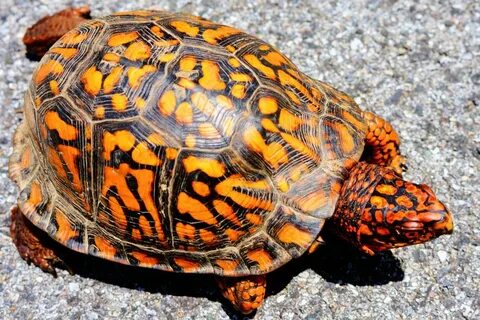 23 June 2015 - Eastern Box Turtle in Distress Bill's Botanic