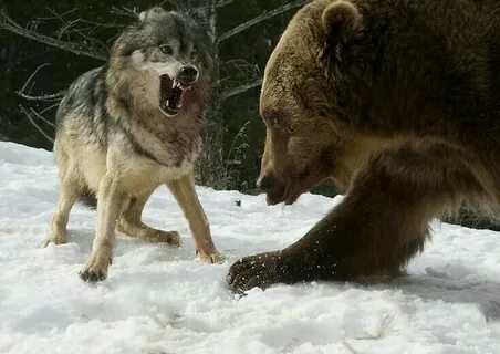 Pin by Erik Schielke on Wild animals Wolves fighting, Wolf p