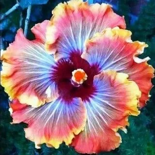 Dinnerplate Hibiscus Impelo 10 50 250 or 1000 Seeds Etsy in 