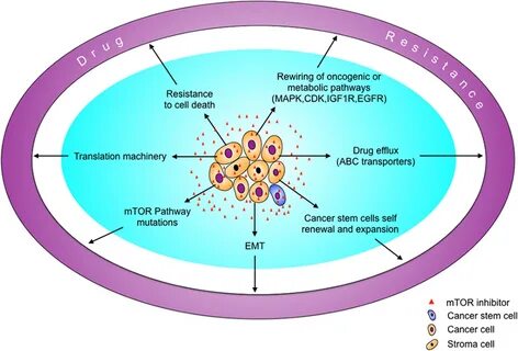 Targeting mTOR for cancer therapy Journal of Hematology & On