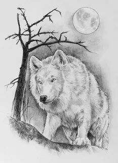 Arctic Wolf Drawing at PaintingValley.com Explore collection