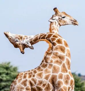 via 500px / The amazing two-headed Giraffe by Denis Roschlau