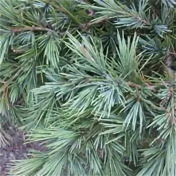 Photo of the entire plant of Deodar Cedar (Cedrus deodara 'F