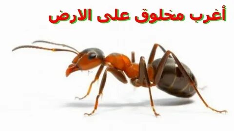 معلومات غريبه جدا عن النمل 🐜 هتسمعها لأول مرة في حياتك 😱 - Y