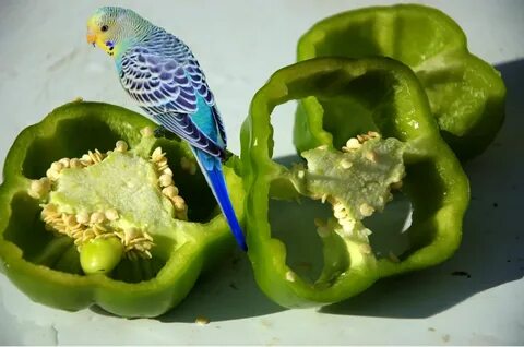 Veggies make up an important part of parakeet diet. But whic