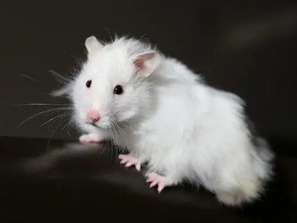 Teddy Bear Hamster Photograph by Sean Foreman Fine Art Ameri