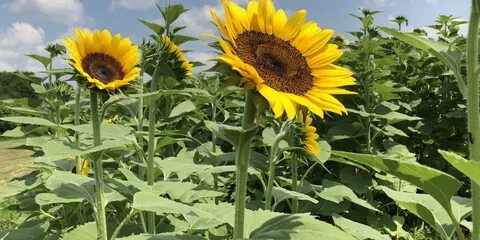 Sunflower Flower Farm - Nicolas Cage Fashion