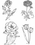 Welcome to Dover Publications Flower drawing, Floral drawing