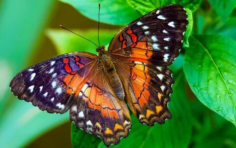 Beautiful Butterflies Photo 2 Butterfly wonderland, Butterfl