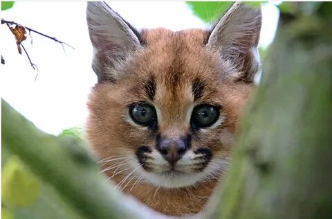 Caracal Cat For Sale In Pakistan - Inspiration Guide