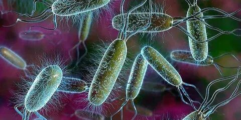 Escherichia coli (кишечная палочка) Пробиотики Нормофлорины 