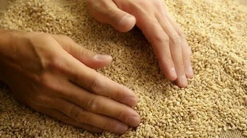 scoop rice husks palm hand cultivation Stok Videosu (%100 Te