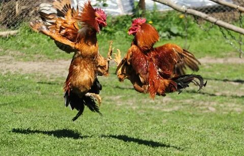 roosters fighting-roosters-1: iuliancc: Galleries: Digital P