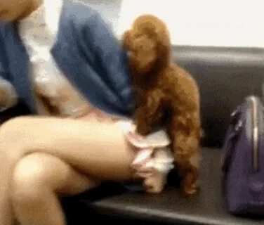 Dog Humping GIF - Dog Humping Pet - Descubre & Comparte GIFs