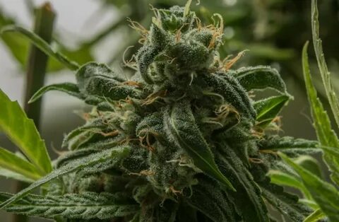 What is the OG Kush CBD Hemp Flower Strain