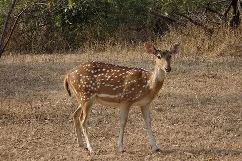 4320x900px free download HD wallpaper: spotted deer, chital,