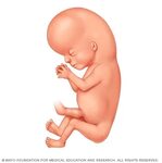 Fetal development: The 1st trimester - Drugs.com