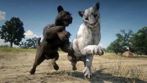 Legendary Panther vs Legendary Cougar Animal Battle RDR2 → R