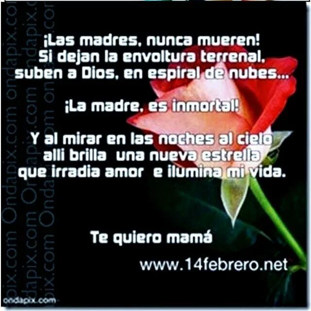 May be an image of rose and text that says 'iLas madres, nunca mueren!...