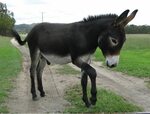 Classic donkey markings. Cute donkey, Animals beautiful, Bab