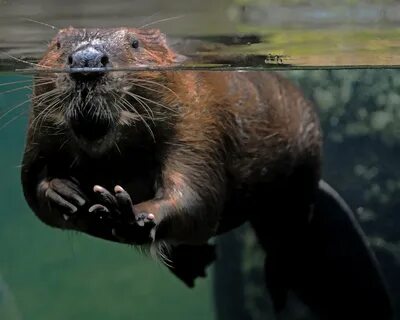Where do Beavers live? Beaver facts, semi aquatic Rodents