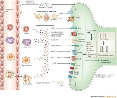 Emerging targets in neuroinflammation-driven chronic pain Na
