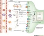 Emerging targets in neuroinflammation-driven chronic pain Na