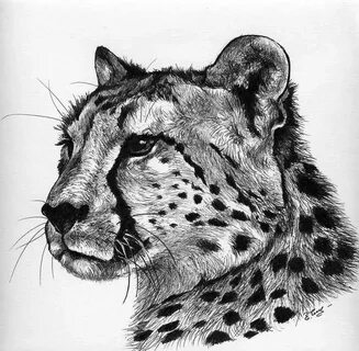 Pin by Ramos Berry on Tattoo ideas Cheetah face, Cheetah dra