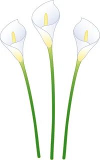 Lily clipart cartoon, Lily cartoon Transparent FREE for down