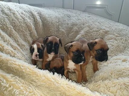 Boxer Puppies California / Boxer puppies for Sale in Phelan,