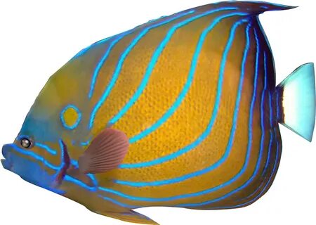 Tropical Fish Clipart Transparent Fish - Tropical Fish Png T