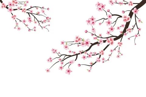 rama de flor de cerezo con flor de sakura. vector de flor de