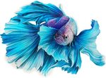 Betta Sticker - Beautiful Drawing Fish Clipart - Large Size 