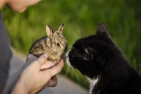 Are Rabbits Related to Cats? Here Are the Facts! - http://xt