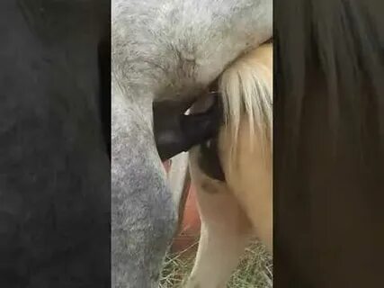 Big Horse Mating Compilation 18+ - YouTube