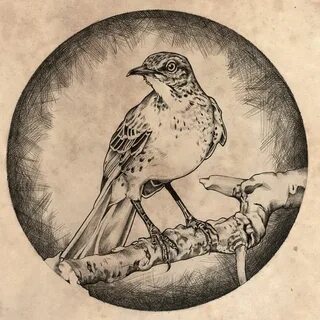 mockingbird Nature art drawings, Art reference poses, Art re
