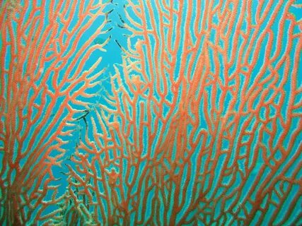 Кораллы текстура - 30 фото - картинки и рисунки: скачать бес