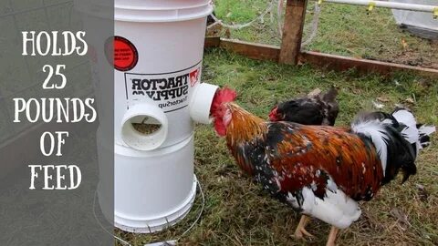 Diy Automatic Chicken Feeder (easiest way to feed your chick